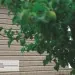 Сайдинг Ю-Пласт TIMBERBLOCK Пихта (Тимберблок) Cахалинская купить в Твери
